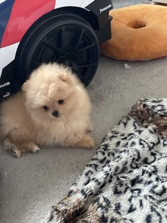 Pomeranian Puppies. Dogs for sale in Fenham, Tyne and Wear