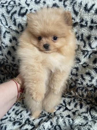 Pomeranian Puppies. Dogs for sale in Fenham, Tyne and Wear - Image 2