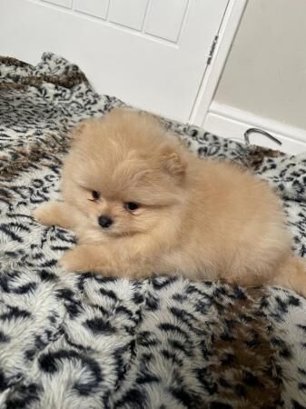 Pomeranian Puppies. Dogs for sale in Fenham, Tyne and Wear - Image 3