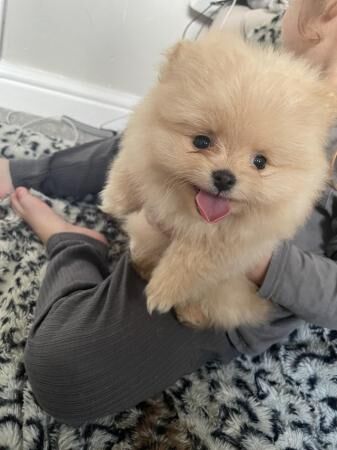 Pomeranian Puppies. Dogs for sale in Fenham, Tyne and Wear - Image 4