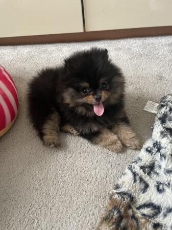 Pomeranian Puppies. Dogs for sale in Fenham, Tyne and Wear - Image 5