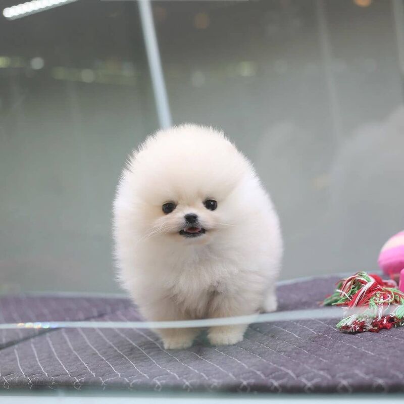 Pomeranian puppies for sale in London, City of London, Greater London - Image 1