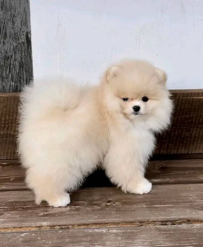 Pomeranian puppies for sale in London, City of London, Greater London - Image 2