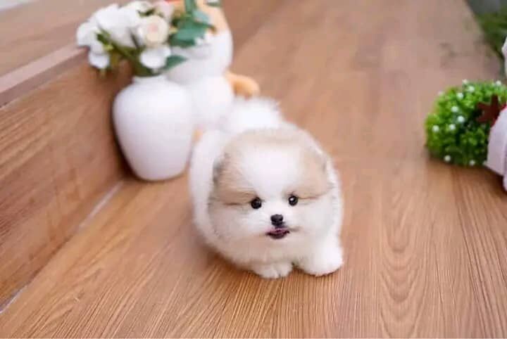 Pomeranian puppies for sale in London, City of London, Greater London - Image 3