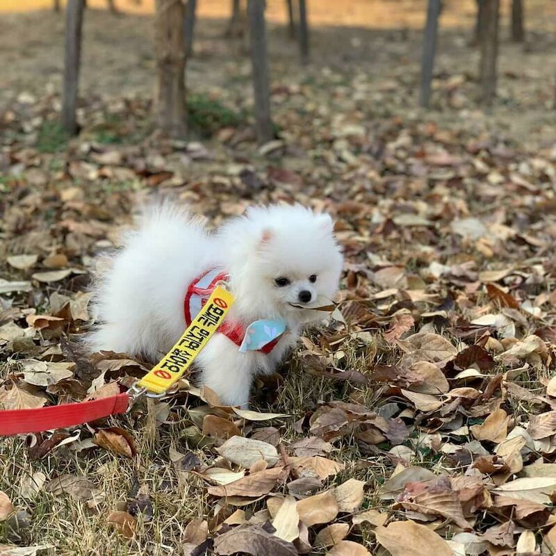 Pomeranian puppies for sale in London, City of London, Greater London - Image 4