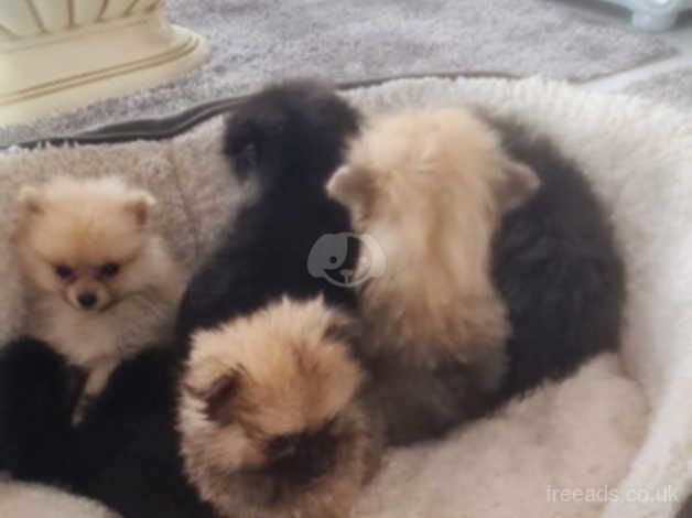 Pomeranian puppies for sale ideal Christmas present for sale