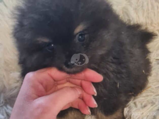 Pomeranian puppies for sale ideal Christmas present for sale - Image 3