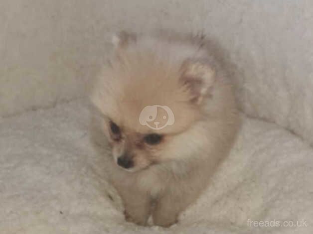 Pomeranian puppies for sale ideal Christmas present for sale - Image 4