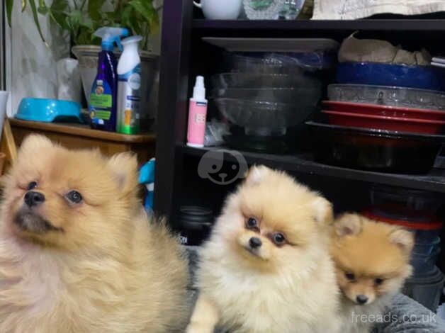 Pomeranian puppies for sale *best offer wins * for sale in Ardleigh Green, Havering, Greater London