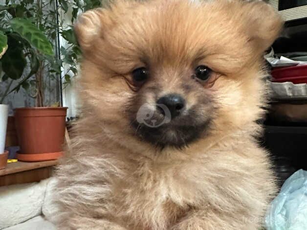 Pomeranian puppies for sale *best offer wins * for sale in Ardleigh Green, Havering, Greater London - Image 2