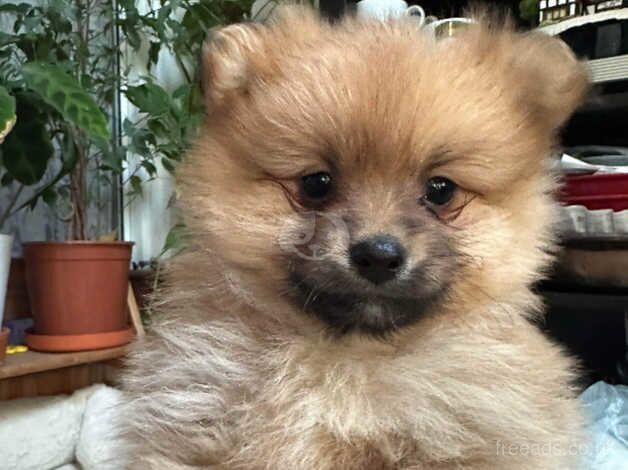 Pomeranian puppies for sale *best offer wins * for sale in Ardleigh Green, Havering, Greater London - Image 3