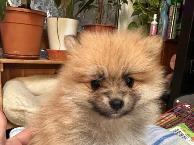 Pomeranian puppies for sale *best offer wins * for sale in Ardleigh Green, Havering, Greater London - Image 4