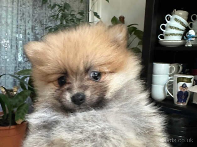 Pomeranian puppies for sale *best offer wins * for sale in Ardleigh Green, Havering, Greater London - Image 5