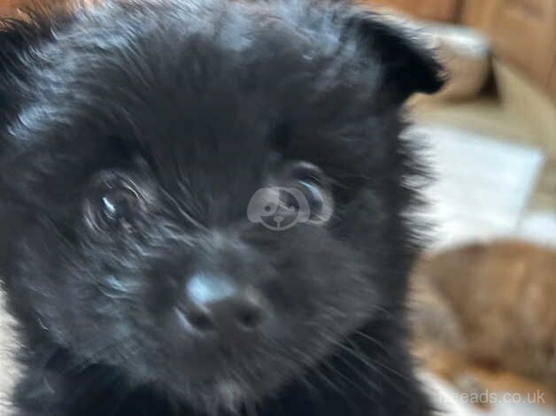 Pomeranian puppies for sale in Sheerness, Kent