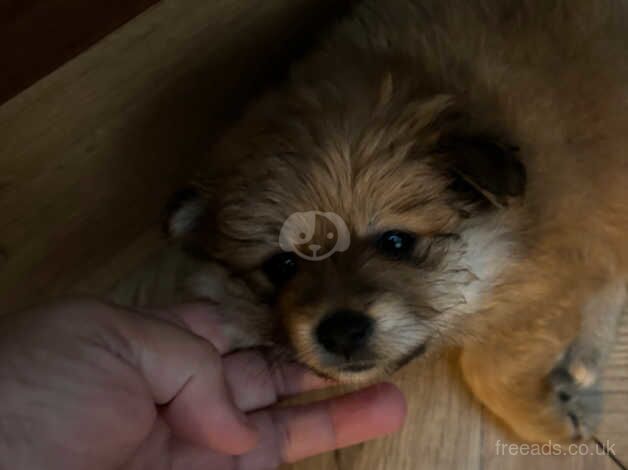 Pomeranian puppies for sale in Sheerness, Kent - Image 2