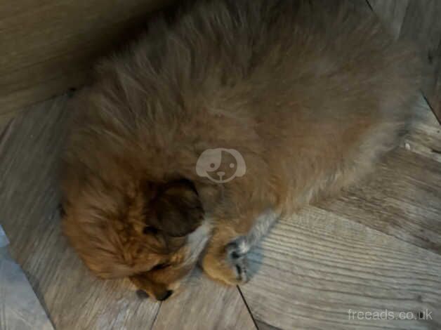 Pomeranian puppies for sale in Sheerness, Kent - Image 3