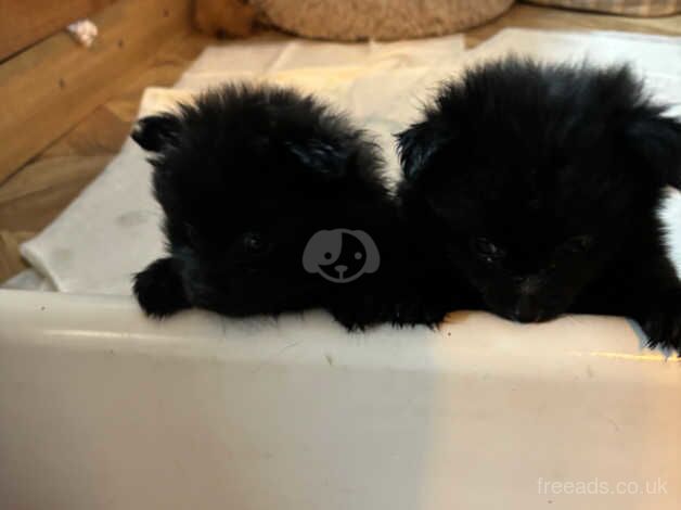 Pomeranian puppies for sale in Sheerness, Kent - Image 4