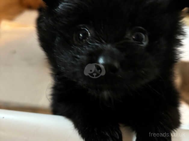 Pomeranian puppies for sale in Sheerness, Kent - Image 4