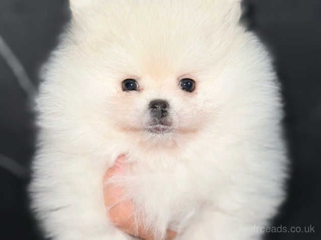 Pomeranian puppies for sale in Swadlincote, Derbyshire