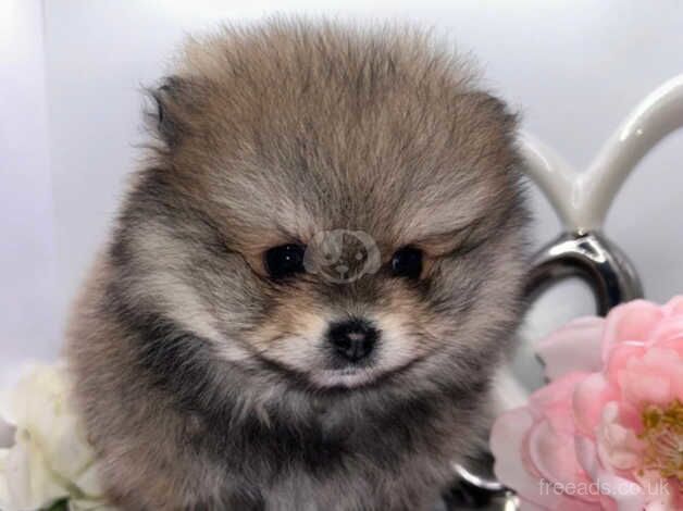 Pomeranian puppies for sale in Walsall, West Midlands