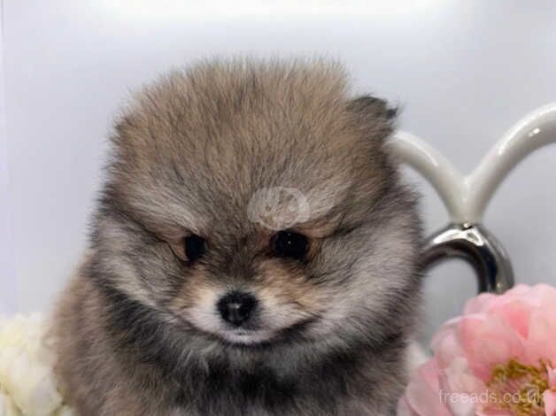 Pomeranian puppies for sale in Walsall, West Midlands - Image 2