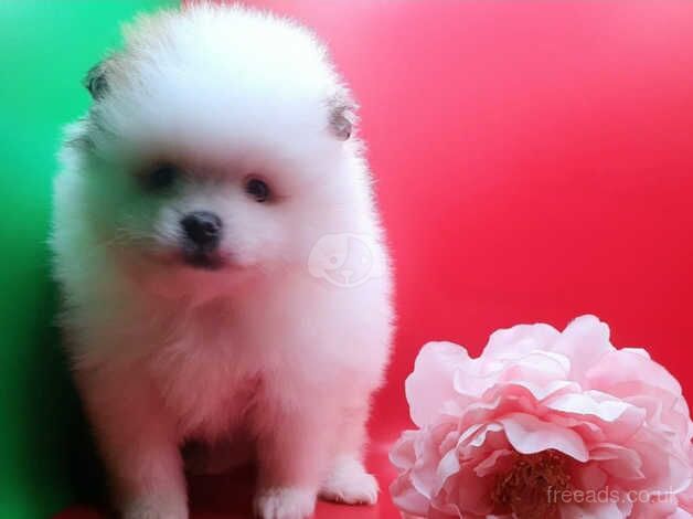 Pomeranian puppies for sale in Walsall, West Midlands - Image 4