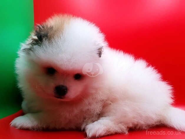 Pomeranian puppies for sale in Walsall, West Midlands - Image 5