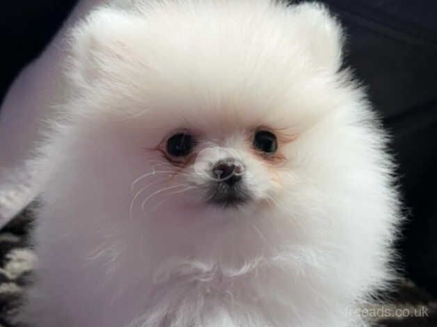 Pomeranian puppies for sale in Aberdeen, Aberdeen