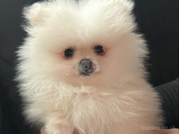 Pomeranian puppies for sale in Aberdeen, Aberdeen - Image 2