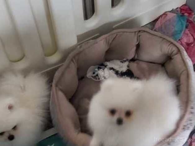 Pomeranian puppies for sale in Aberdeen, Aberdeen - Image 3