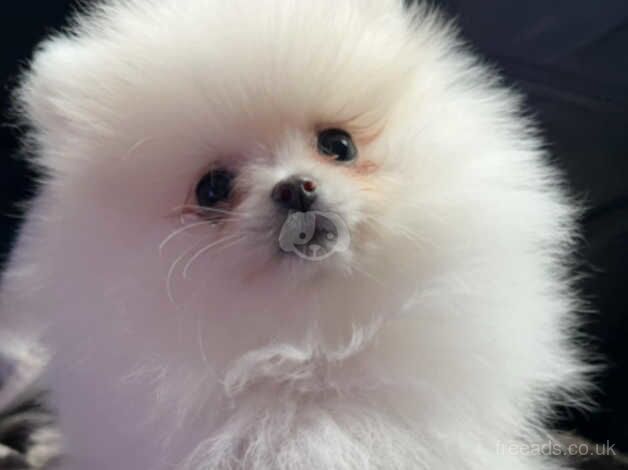 Pomeranian puppies for sale in Aberdeen, Aberdeen - Image 4