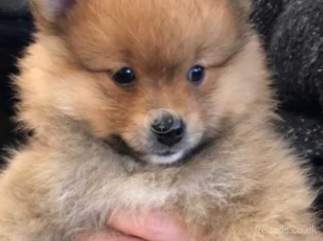 Pomeranian puppies for sale in Barnsley, South Yorkshire