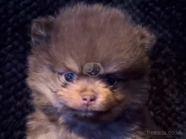 Pomeranian puppies for sale in Billingham, County Durham