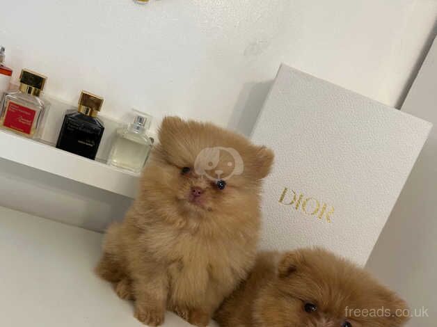 Pomeranian puppies for sale in Birmingham, West Midlands