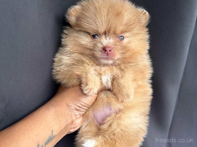 Pomeranian puppies for sale in Birmingham, West Midlands - Image 2