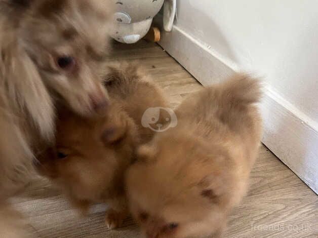 Pomeranian puppies for sale in Birmingham, West Midlands - Image 4