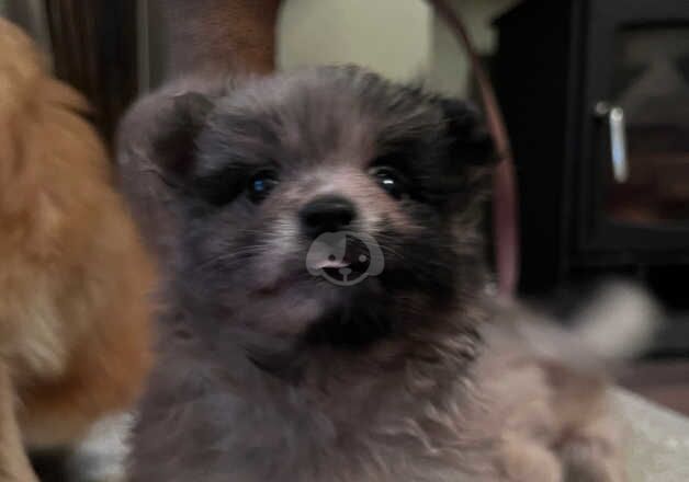 Pomeranian Puppies for sale in Lancashire