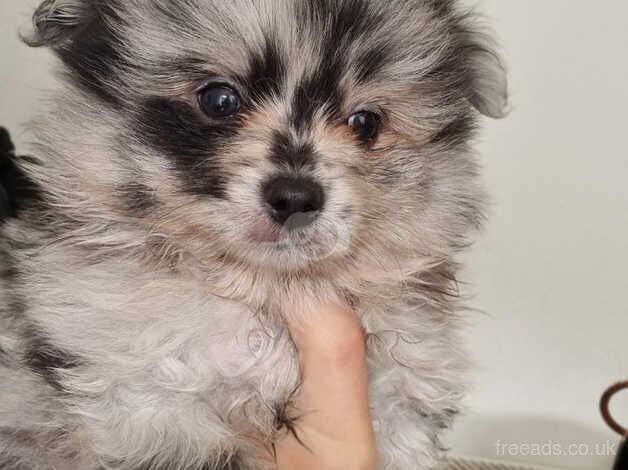 Pomeranian puppies for sale in Bolton, East Lothian - Image 1