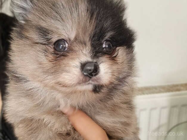 Pomeranian puppies for sale in Bolton, East Lothian - Image 2