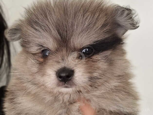 Pomeranian puppies for sale in Bolton, East Lothian - Image 3