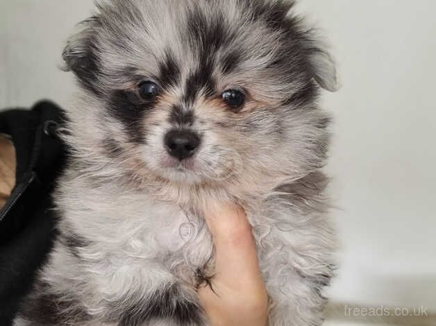 Pomeranian puppies for sale in Bolton, East Lothian - Image 4