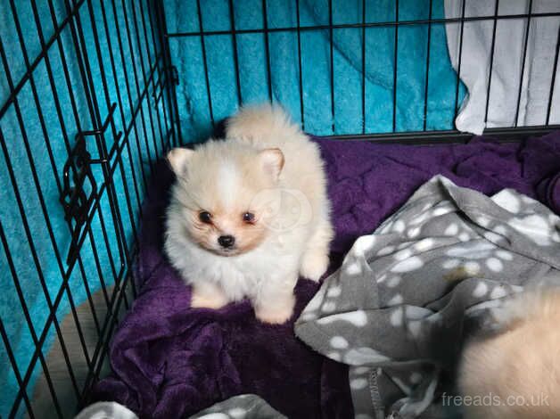 Pomeranian puppies for sale in Bournemouth, Dorset