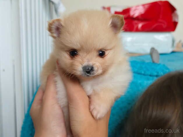 Pomeranians for sale in Bournemouth, Dorset