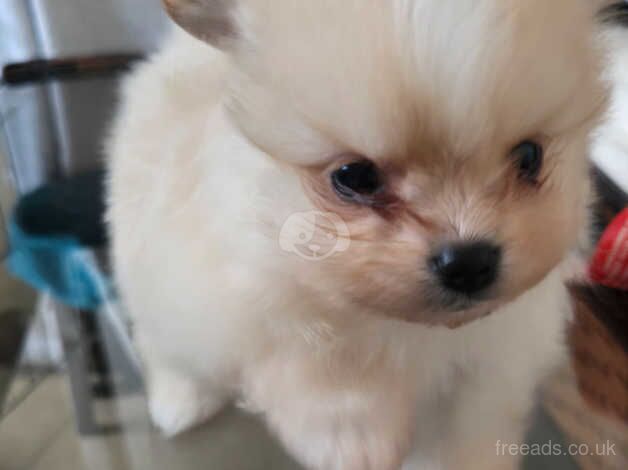 Pomeranian Puppies for sale