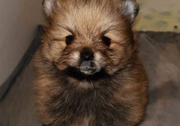 Pomeranian puppies for sale in Bradford, West Yorkshire