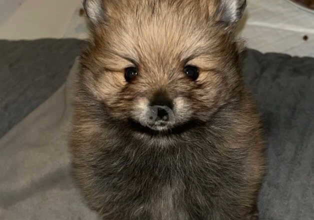 Pomeranian puppies for sale in Bradford, West Yorkshire - Image 2