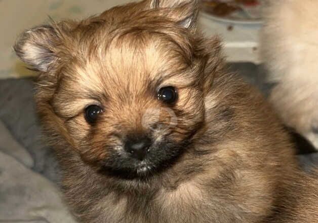 Pomeranian puppies for sale in Bradford, West Yorkshire - Image 3