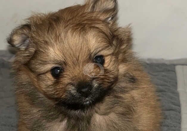 Pomeranian puppies for sale in Bradford, West Yorkshire - Image 4