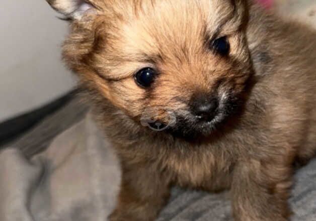 Pomeranian puppies for sale in Bradford, West Yorkshire - Image 5