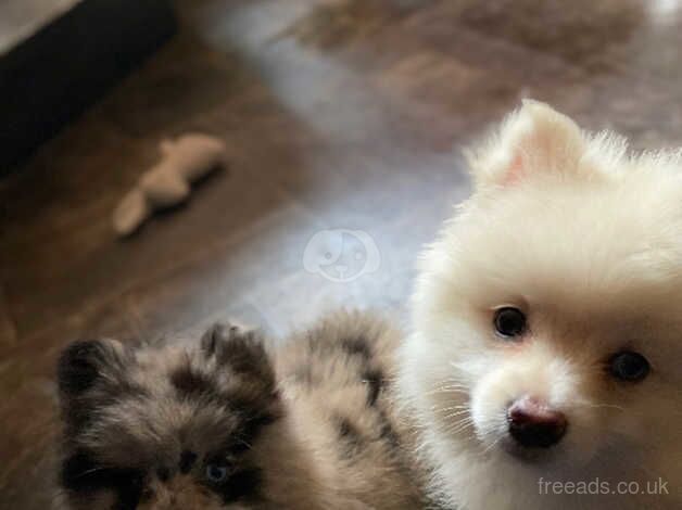 Pomeranian puppies for sale in Brecon/Aberhonddu, Powys